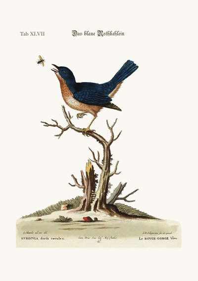 The Blue Red-Breast, 1749-73 by George Edwards